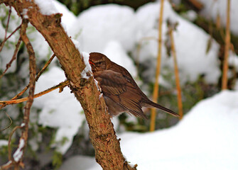  thrush