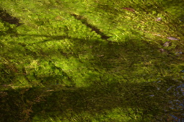 Underwater plant