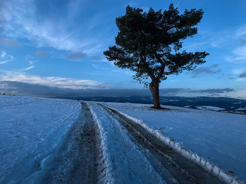 snow landscape lonely tree road track 