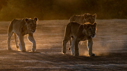 Obraz premium Africa, Kenya, Maasai Mara National Reserve. Close-up of three walking lionesses.