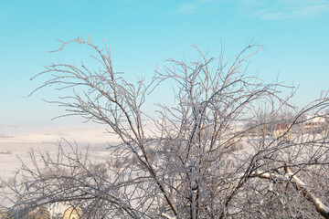 Icicles on a fruit tree with beautiful blue sky. Winter concept