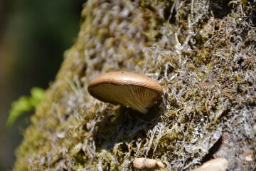 mushrooms in forest