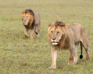 Fototapeta na wymiar Africa, Kenya, Maasai Mara National Reserve. Close-up of two walking lions.