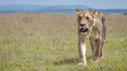 Africa, Kenya, Maasai Mara National Reserve. Close-up of walking lioness.