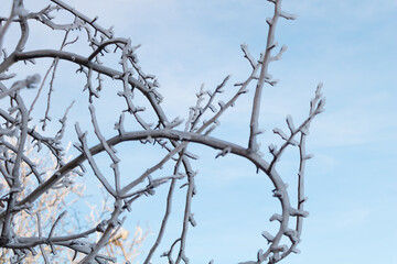 Fototapeta na wymiar Icicles on a fruit tree with beautiful blue sky. Winter concept
