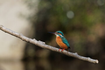 common kingfisher on the branch