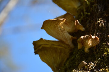 mushrooms in forest
