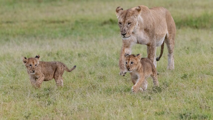 Africa, Kenya, Maasai Mara National Reserve. Lioness with cubs.