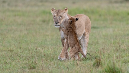 Africa, Kenya, Maasai Mara National Reserve. Lioness with cub.