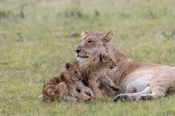 Africa, Kenya, Maasai Mara National Reserve. Lioness with cubs.