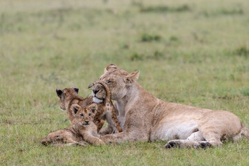 Fototapeta na wymiar Africa, Kenya, Maasai Mara National Reserve. Lioness with cubs.