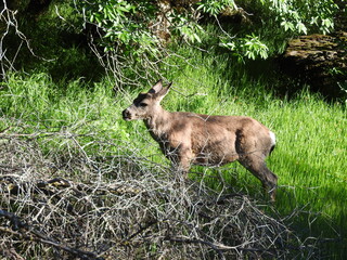 Mule deer enjoying a beautiful day in the Sequoia National Park, Sierra Nevada Mountains, California. 