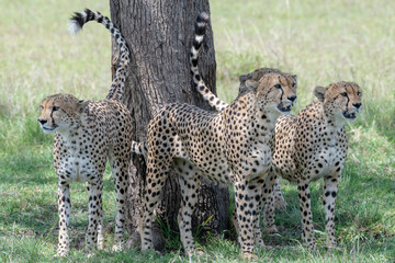 Africa, Kenya, Maasai Mara National Reserve. Cheetahs marking tree.