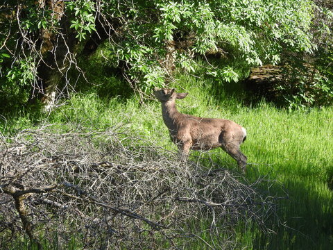 Female mule deer feeding on the green leaves and grass in the Sequoia National Forest, Sierra Nevada Mountains, California.