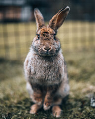Der echte Osterhase. Süße Ohren.