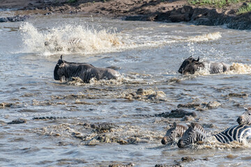 Africa, Kenya, Maasai Mara National Reserve. Nile crocodiles attacking zebras and gnus crossing Mara River.