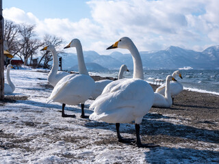 屈斜路湖の白鳥