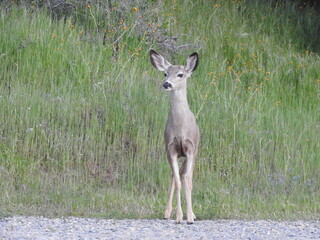 Young mule deer enjoying a beautiful day in the Sequoia National Forest, Sierra Nevada Mountains, California.
