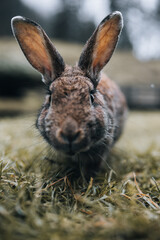 Der echte Osterhase. Süße Ohren.