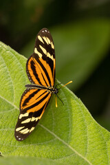 Primer plano vertical de una hermosa mariposa de ala de tigre sobre una superficie de hoja fresca