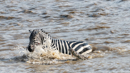 Fototapeta na wymiar Africa, Kenya, Maasai Mara National Reserve. Nile crocodiles attacking zebra crossing Mara River.