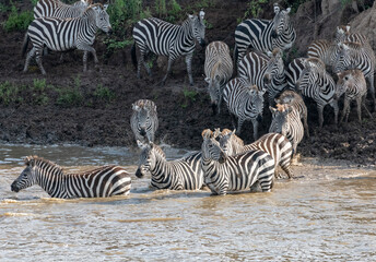 Fototapeta na wymiar Africa, Kenya, Maasai Mara National Reserve. Zebras crossing Mara River.