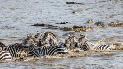 Fototapeta na wymiar Africa, Kenya, Maasai Mara National Reserve. Nile crocodiles attacking zebras crossing Mara River.
