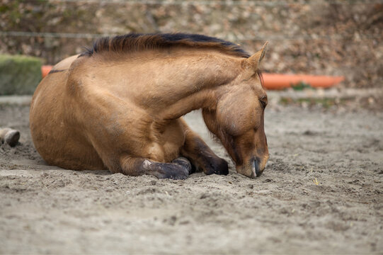 krankes Pferd mit Kolik liegt und schl&auml;ft