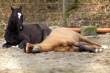Horses lie outside to sleep