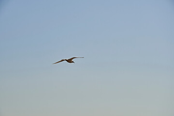 Fototapeta na wymiar Seagull flying in blue sky