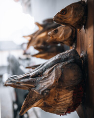 Getrockneter Fischkopf. Trophäe.