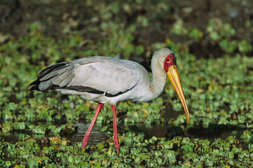 Naklejka premium Africa, Kenya, Masai Mara. Yellow-billed Stork (Mycteria ibis) foraging