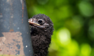 close up of a bird