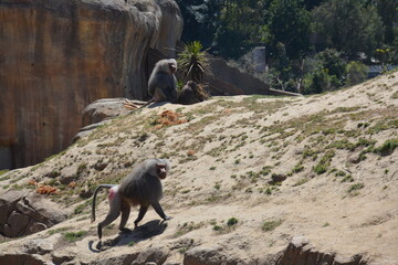 Baboons and monkeys