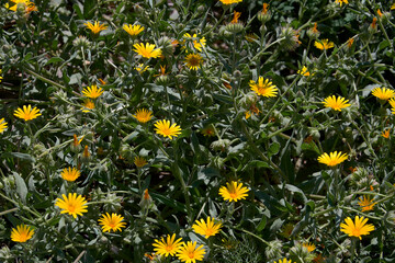 Field full of small yellow flowers