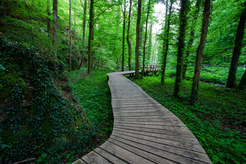 Obraz premium The most beautiful and breath taking trail in Luxembourg is Mullerthal. 