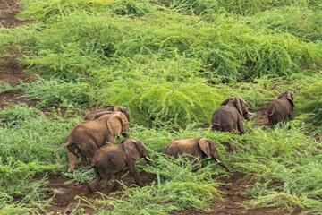 Africa, Kenya, Shompole, Aerial view of large adult Elephant (Loxodonta africana) walking in Shompole Conservancy in Rift Valley