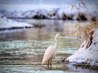 snowy egret in winter