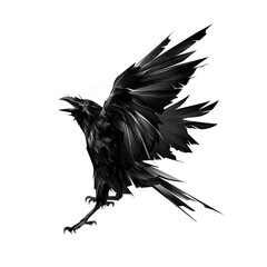 Fototapeta premium drawn flying raven bird on white background