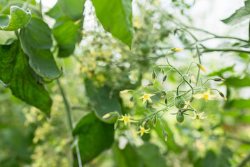 Unripe cherry tomatoes and yellow flowers in a green house of an organic farm.