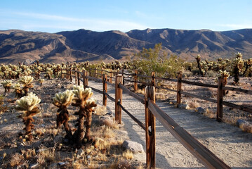 Path through Cacti