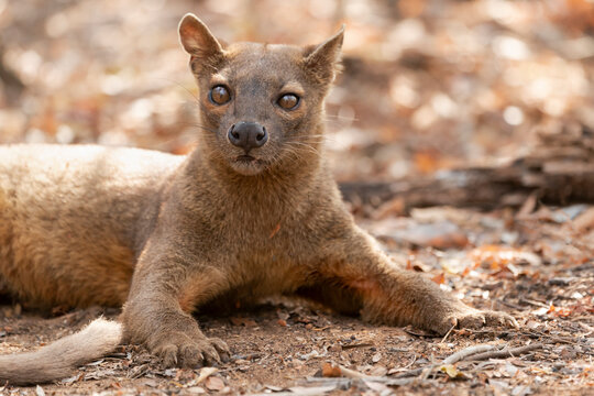 Africa, Madagascar, Kirindy Reserve. A fossa resting in the shade of the forest.
