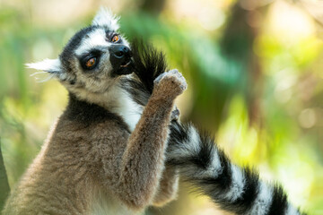 Africa, Madagascar, Isalo National Park. Ring-tailed lemur grooms another lemur's tail.