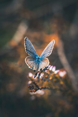 Macro of blue meadow butterfly on a pink heather flower. Sun shining. Dark faded moody scenery