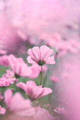 Close-up of pink cosmos flowers with soft hazy scenery. Magical floating bokeh in the photo. Shallow depth of field