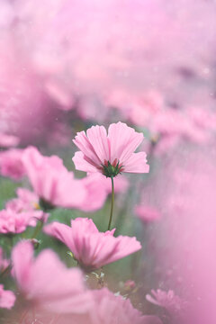 Close-up of pink cosmos flowers with soft hazy scenery. Magical floating bokeh in the photo. Shallow depth of field