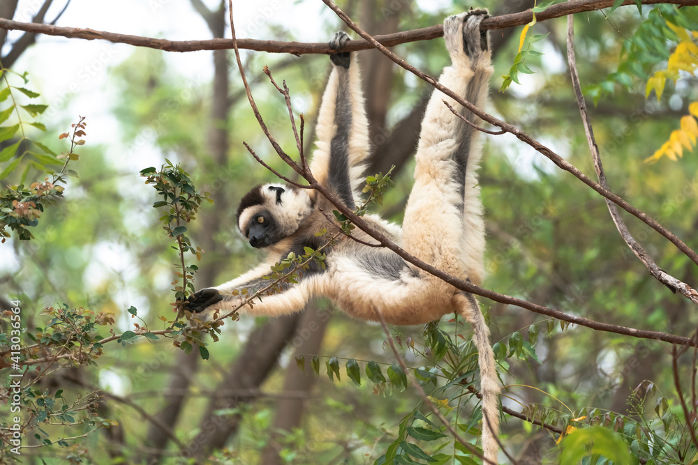 Wall mural Africa, Madagascar, Anosy, Berenty Reserve. A sifaka hangs from a branch to eat the leaves from a tree.