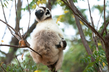 Africa, Madagascar, Anosy, Berenty Reserve. A female sifaka clinging to a tree while its baby holds on to the mother's back.