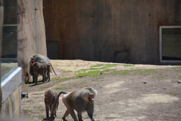 Baboons and monkeys