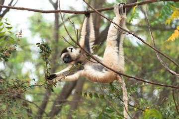 Africa, Madagascar, Anosy, Berenty Reserve. A sifaka hangs from a branch to eat the leaves from a tree.